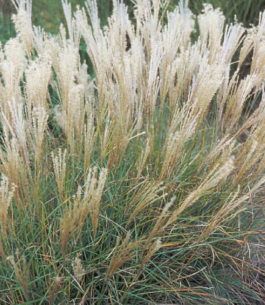 Miscanthus sinensis 'Little Miss' ®
